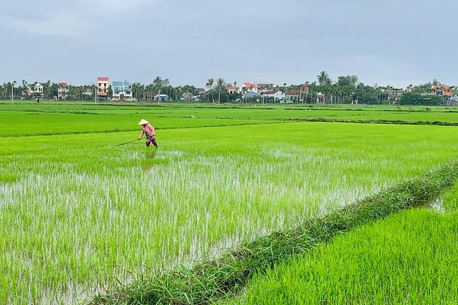 Buffalo Riding and basket boat tour from Da Nang/ Hoi An - Leaving Da Nang for Cam Thanh’s countryside