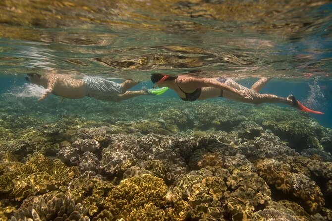 Cham Island Daily-Snorkeling(Optional:Pick up at Cua Dai Port) - Who should book this Cham Island trip?
