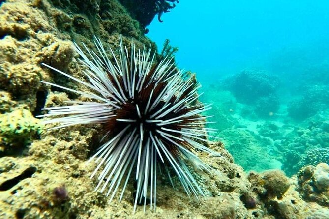 Cham Island Snorkeling Daily Group Tour, Sunbathing, nice beaches - Group size, comfort, and the pace of the day