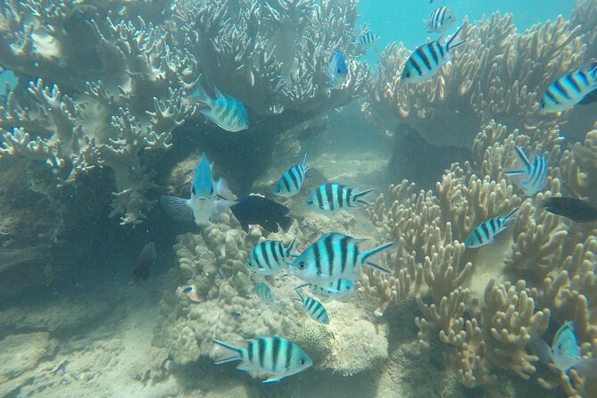Cham Islands Snorkeling Tour by SpeedBoat from Da Nang - Bai Chong Beach: the relaxing half of the day