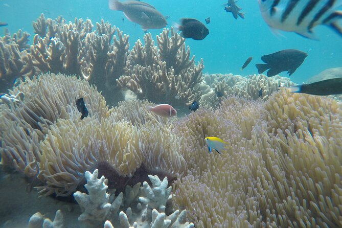 Cham Islands Snorkeling Tour by SpeedBoat from Da Nang - Is $53 good value?