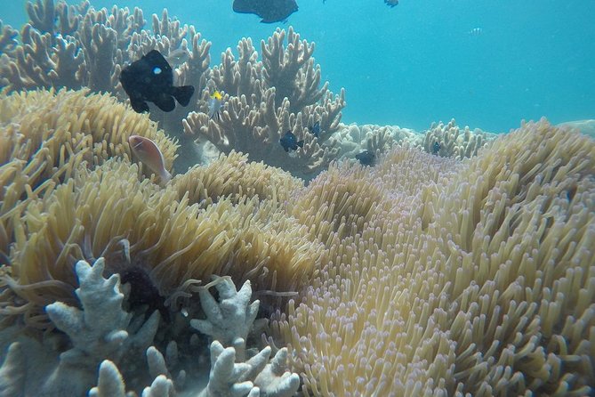 Cham Islands Snorkeling Tour by SpeedBoat from Da Nang - Starting at Cua Dai Wharf around 8:30 am