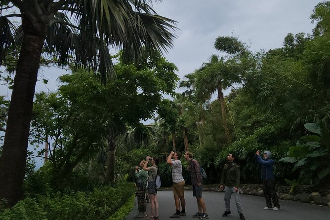 Endangered Monkeys Watching - Red Shanked Douc Langurs - Why Son Tra’s douc langurs are worth your time