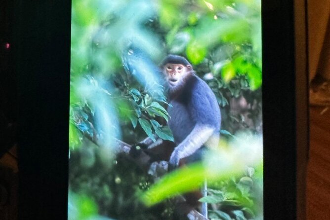 Endangered Monkeys Watching - Red Shanked Douc Langurs - Who will enjoy this experience most