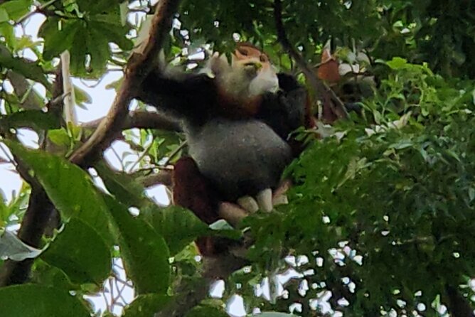 Endangered Monkeys Watching - Red Shanked Douc Langurs - The ride from Da Nang to Monkey Mountain