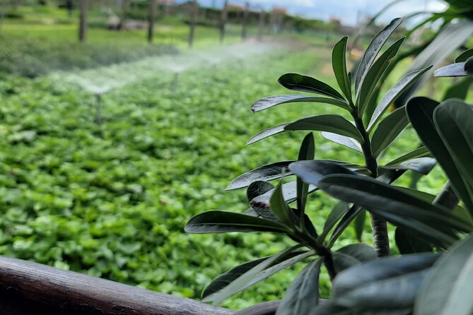 Explore Hoi An ancient town and local villages with a local guide - Lunch in Hoi An: simple food, useful context