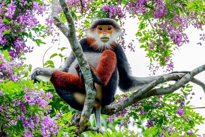 Explore Son Tra Peninsula, Monkey Mountain, Lady Buddha half-day - Ban Co Peak and the highest views of the morning