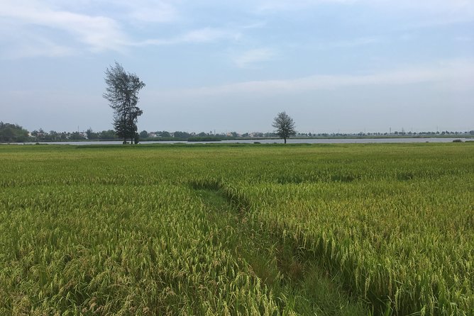 Hoi An countryside biking tour, water buffalo+ basket boat ride - A quiet start in Hoi An’s farming belt