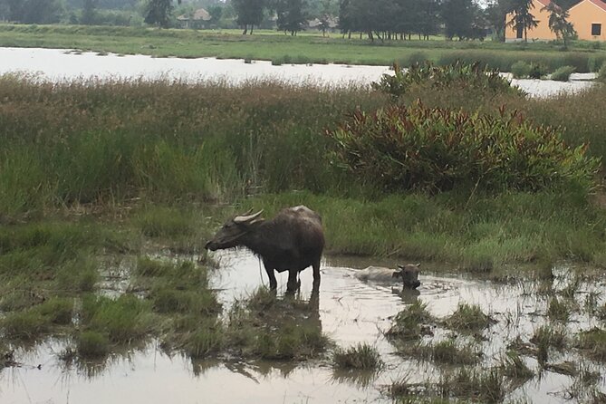 Hoi An countryside biking tour, water buffalo+ basket boat ride - Tra Que Vegetable Village and the value of local farming