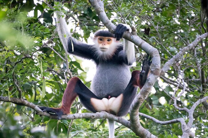 Red-shanked Douc - Private Motorbike Tour - Why Son Tra is the right place for this wildlife trip