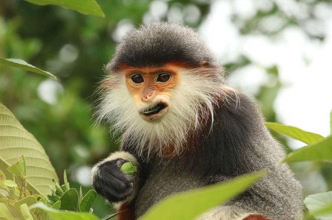 Red-shanked Douc - Private Motorbike Tour - The value of $60 per person