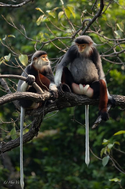 Safari - Finding the most endangered monkey in the World - Key points about this Son Tra monkey safari