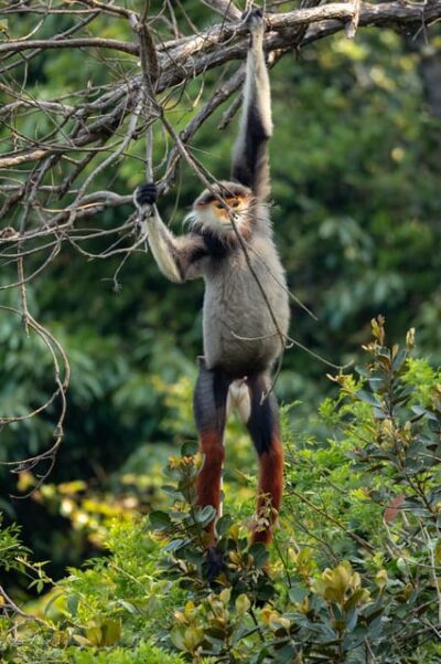 Safari – Finding the most endangered monkey in the World