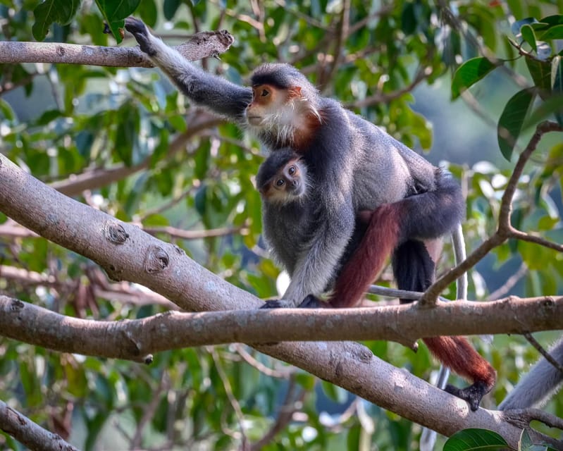 Safari - Finding the most endangered monkey in the World - Views, slopes, and the secret beach