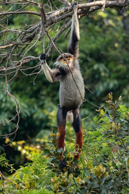 Safari - Finding the most endangered monkey in the World - Searching the forest slopes on foot