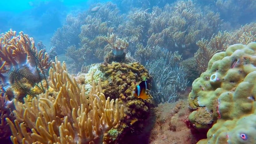 Visit Cham Islands & Snorkelling & Scuba Diving - Key points to know before you book