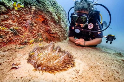 Visit Cham Islands & Snorkelling & Scuba Diving