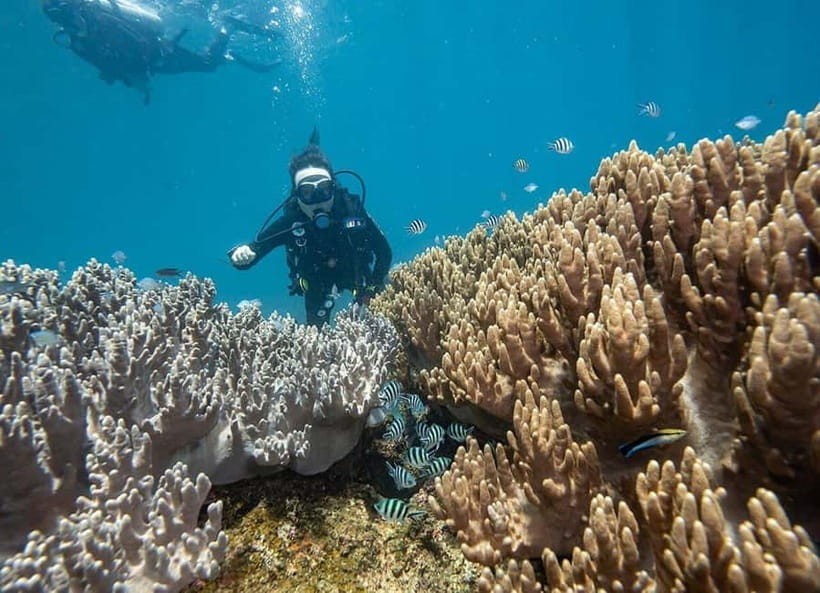 Visit Cham Islands & Snorkelling & Scuba Diving - Beach time, comfort, and crowd levels